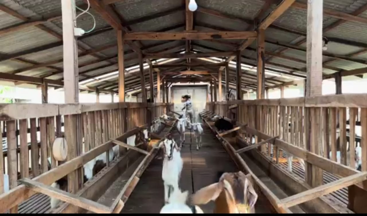 ca-farm-produsen-susu-kambing-berkualitas